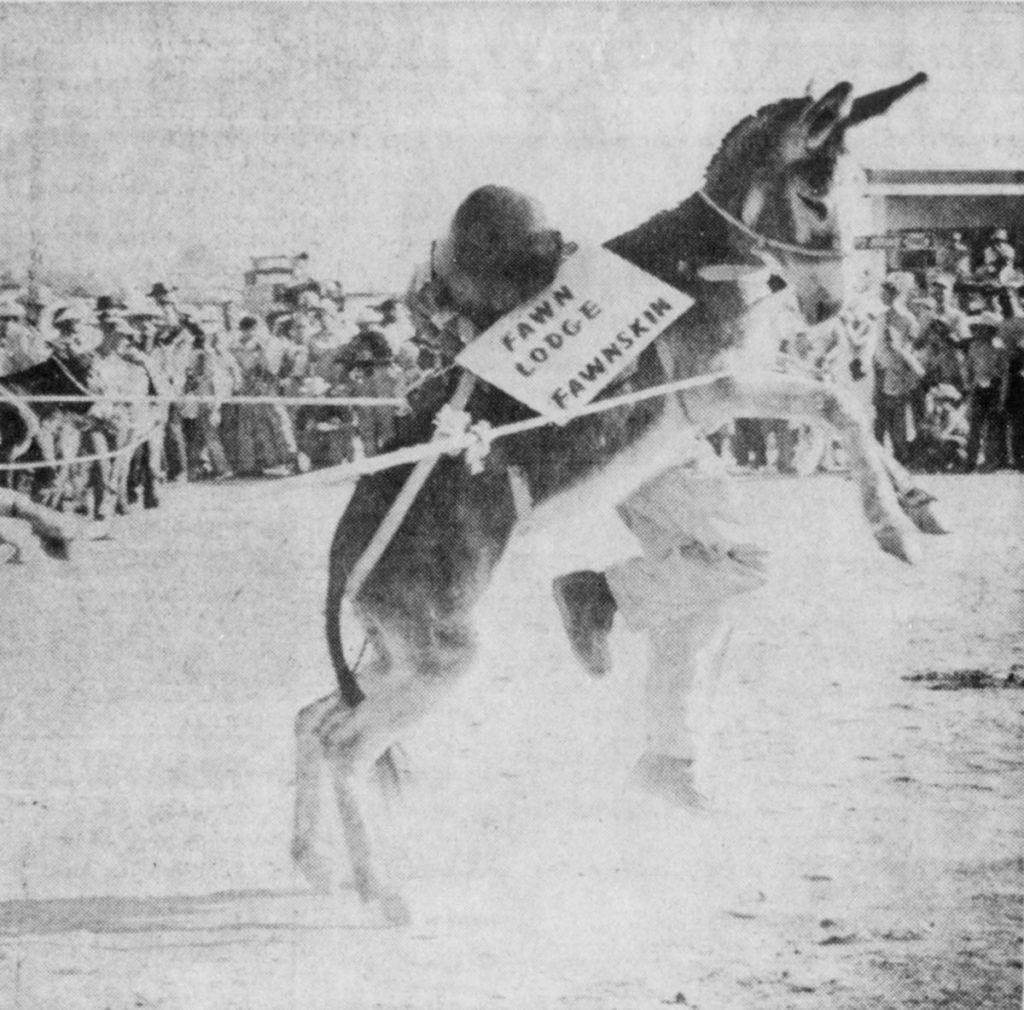 wild burros from Pioneertown’s “Golden Empire Corral”